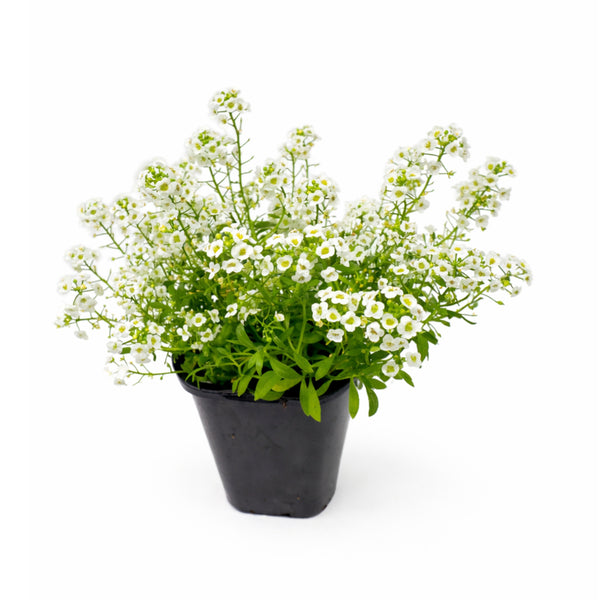 alyssum potted plant Alyssum – Annie's Garden Shed
