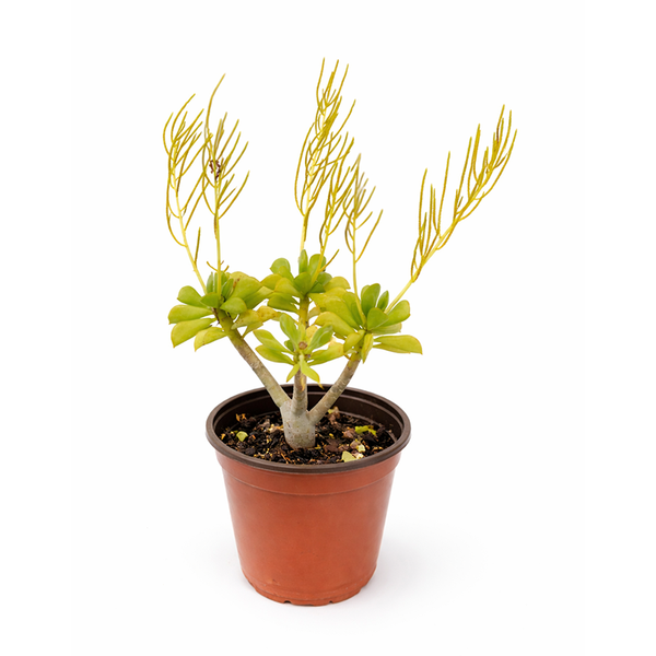 variegated succulents for sale Succulents – 4.5” Pot – Annie's Garden Shed
