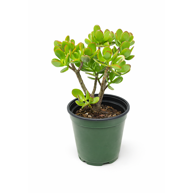 1 Gallon Jade Plant