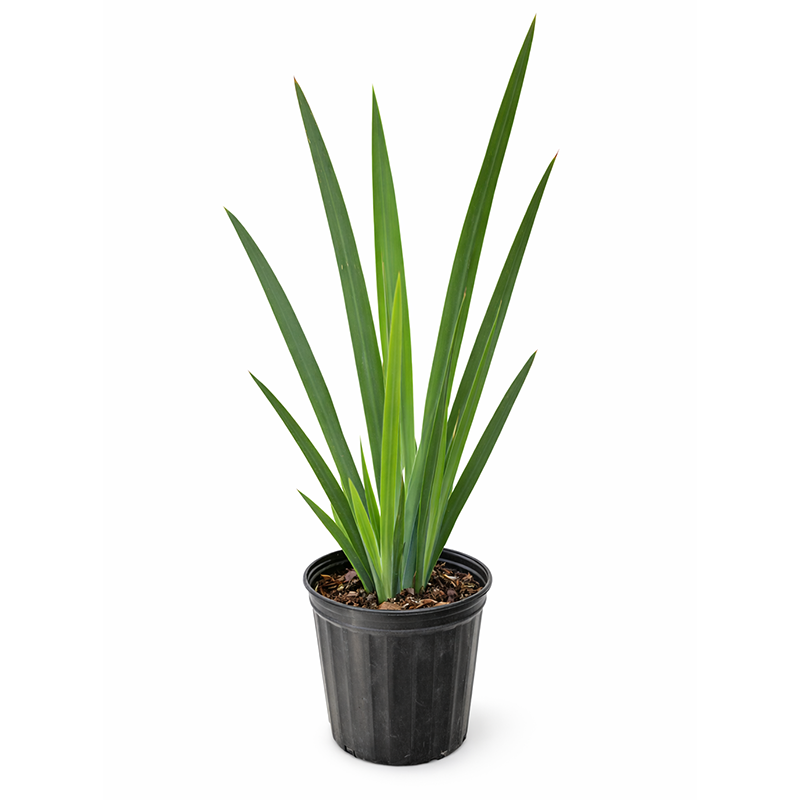 3 Gallon Apostle Iris
