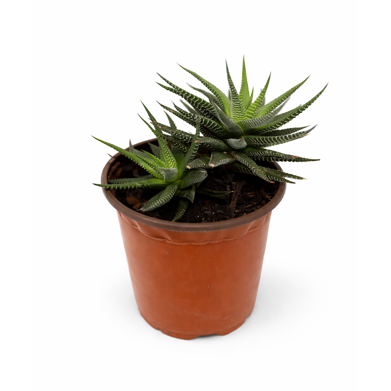 4.5” Zebra Haworthia
