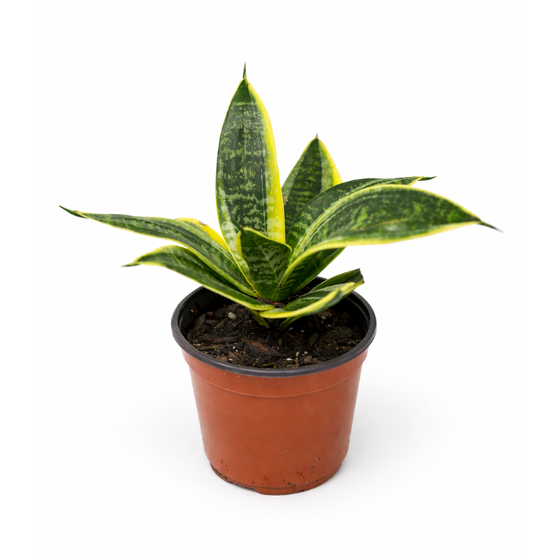 4.5” Bird’s Nest Sansevieria