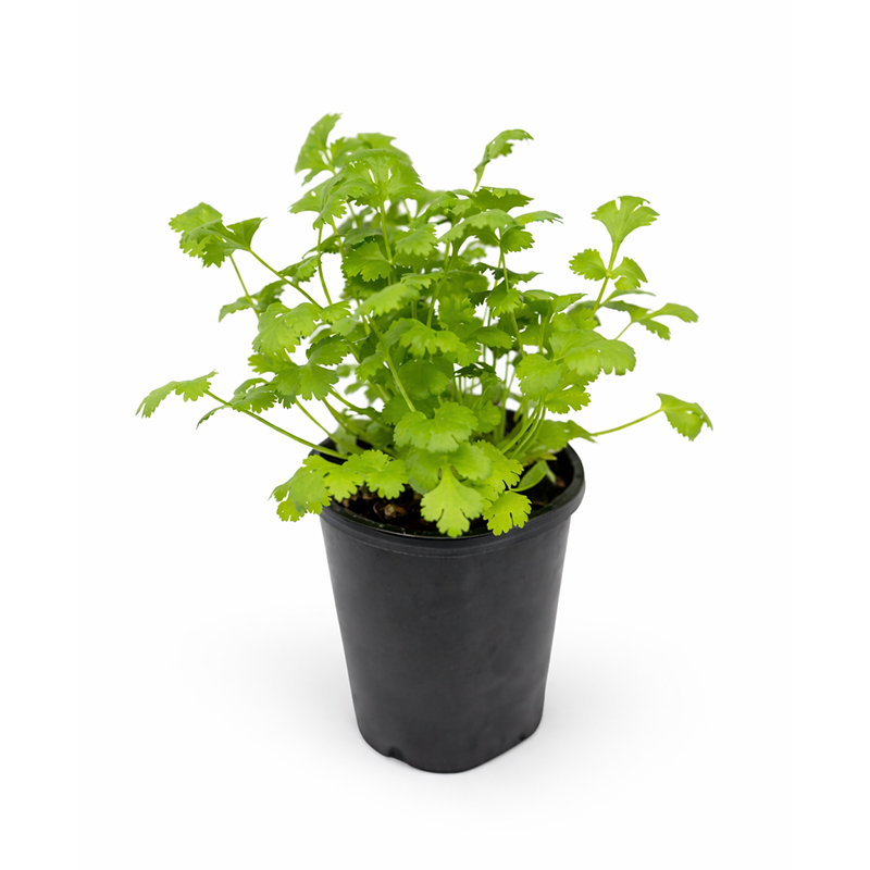 4.5” Cilantro