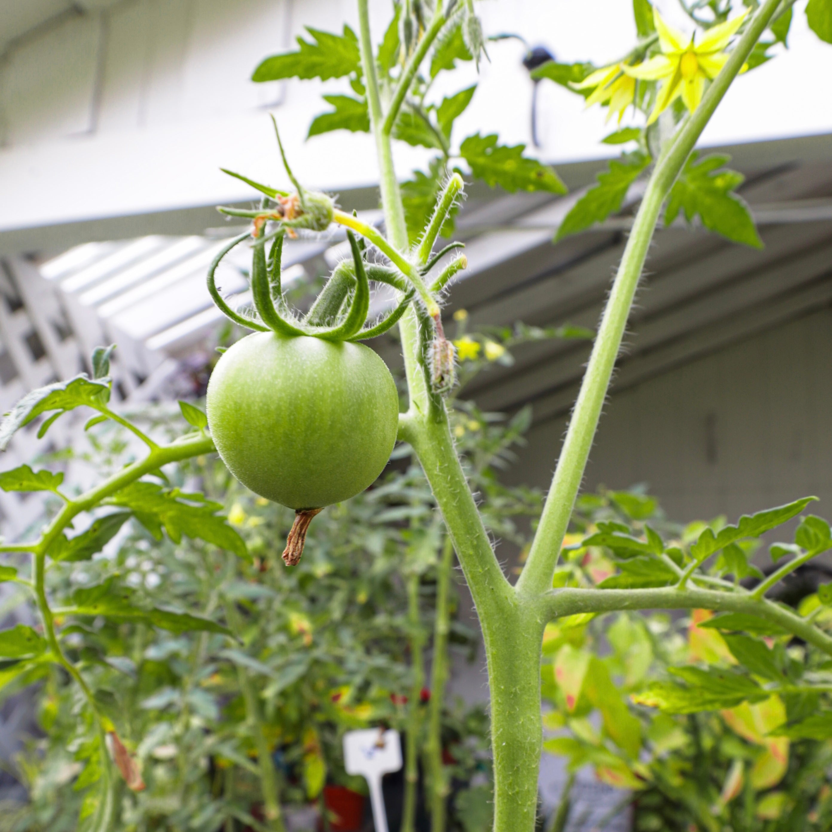 Tomato Plant