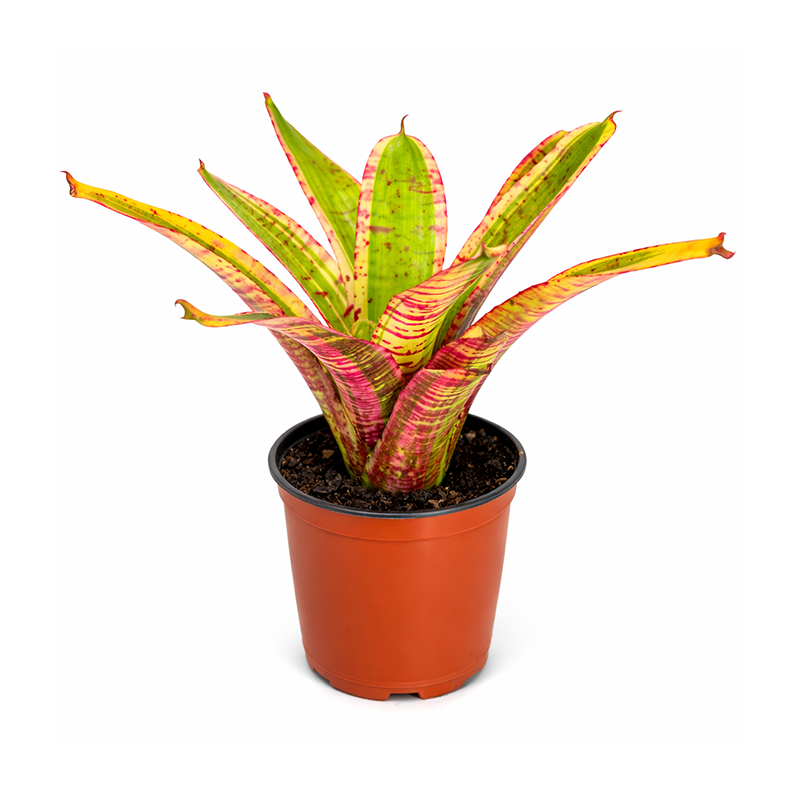 Bromeliad Assorted 4.5”