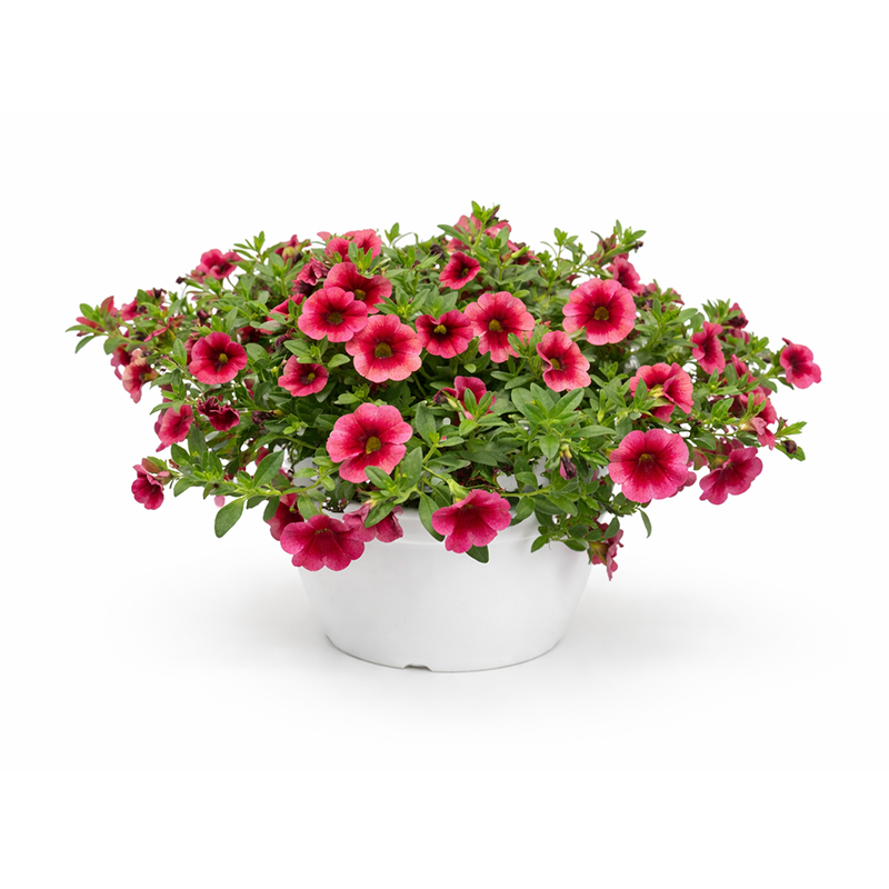 Calibrachoa