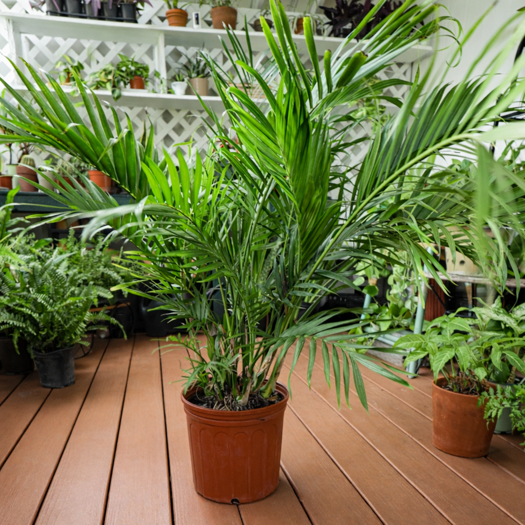 cat palms for sale Cat Palm – Annie's Garden Shed