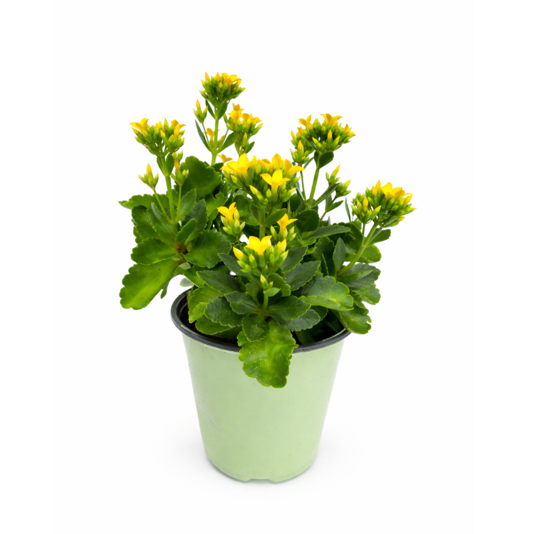 is kalanchoe an indoor plant Kalanchoe – Annie's Garden Shed