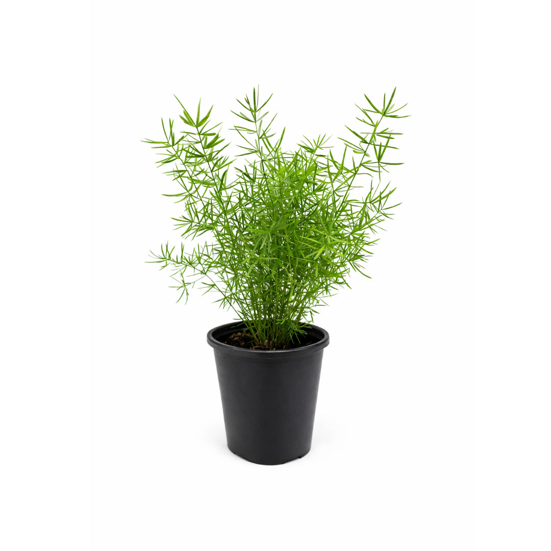 Asparagus Fern Serengeti