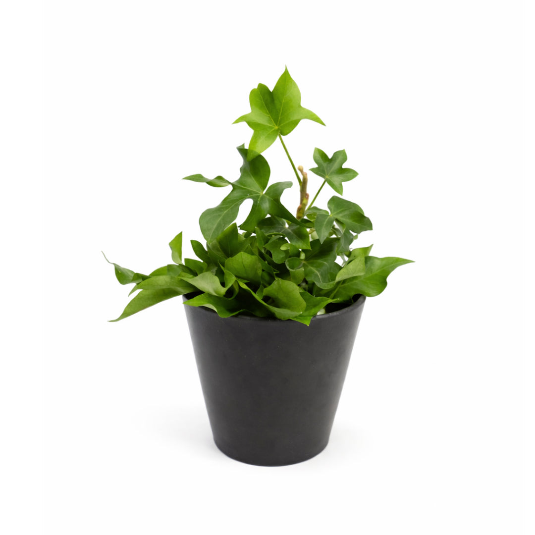 ivy tree house plant Tree Ivy – Annie's Garden Shed