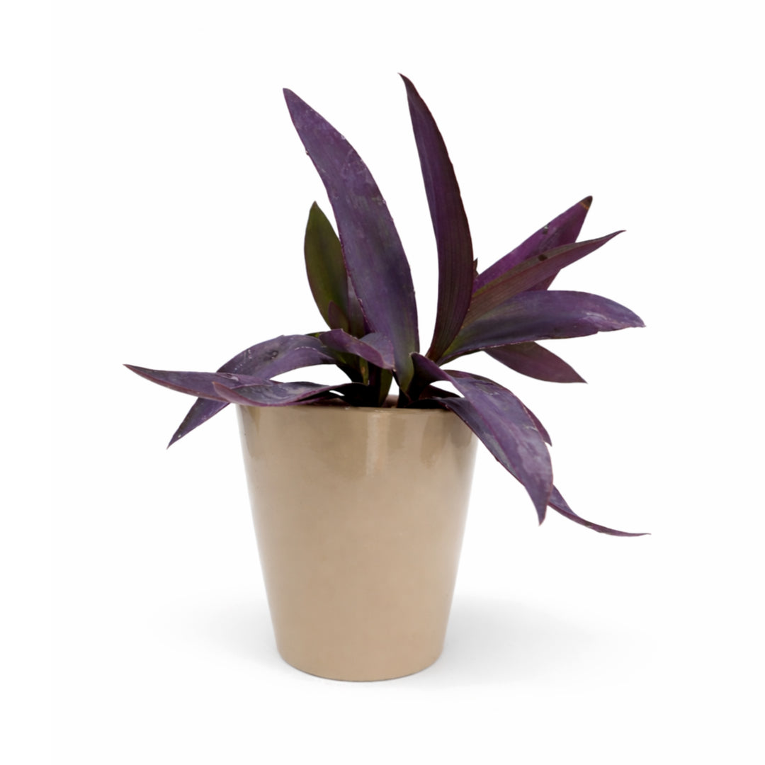 sansevieria purple 4.5” Bird's Nest Sansevieria – Annie's Garden Shed