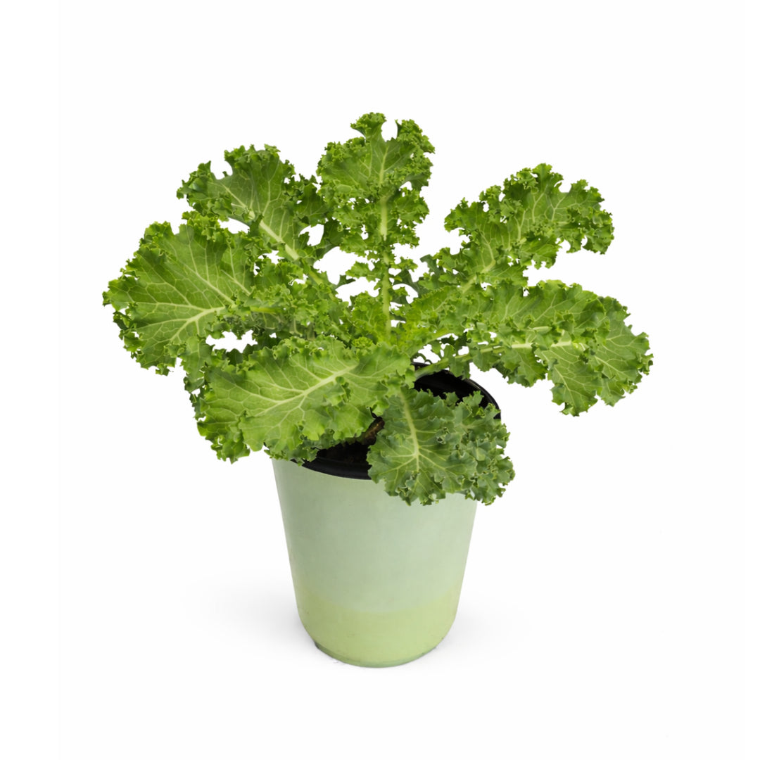 Curly Kale