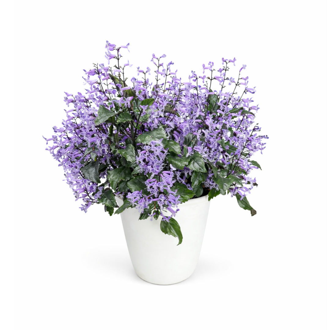 succulent plectranthus Plectranthus – Annie's Garden Shed