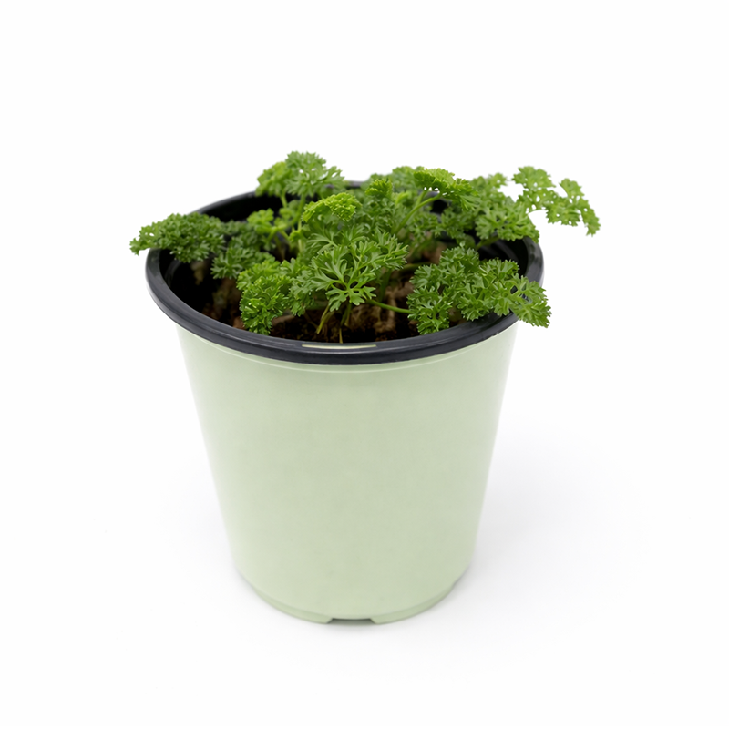Parsley