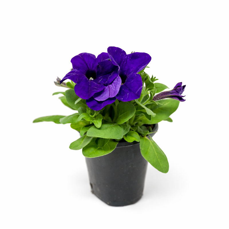 Petunia (Purple)