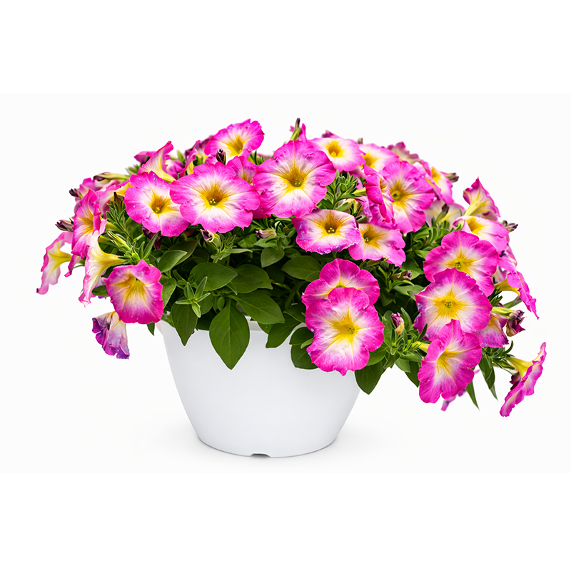 Petunia (Pink Hanging Basket)
