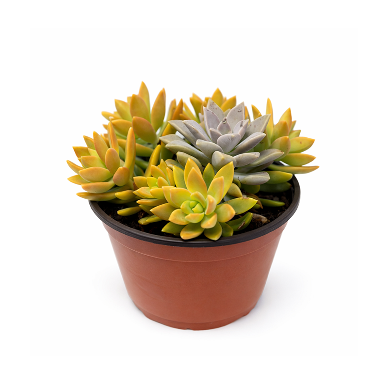 succulent arrangement classes near me Assorted Succulent Arrangement – 1 Gallon