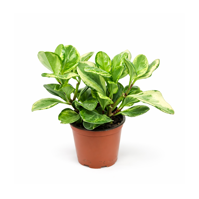 Variegated Rubber Tree