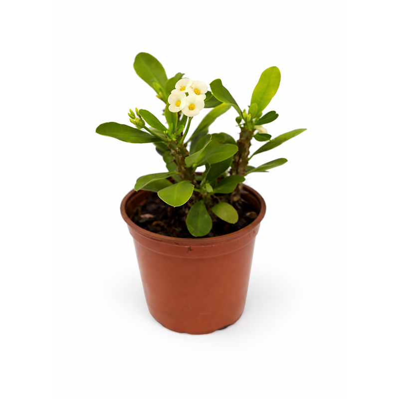 Yellow Crown of Thorns – 4.5”